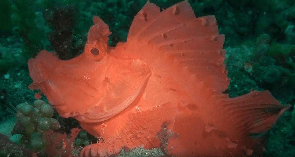 Paddle-flap or Eschmeyer's Rhinopias (Video Capture)