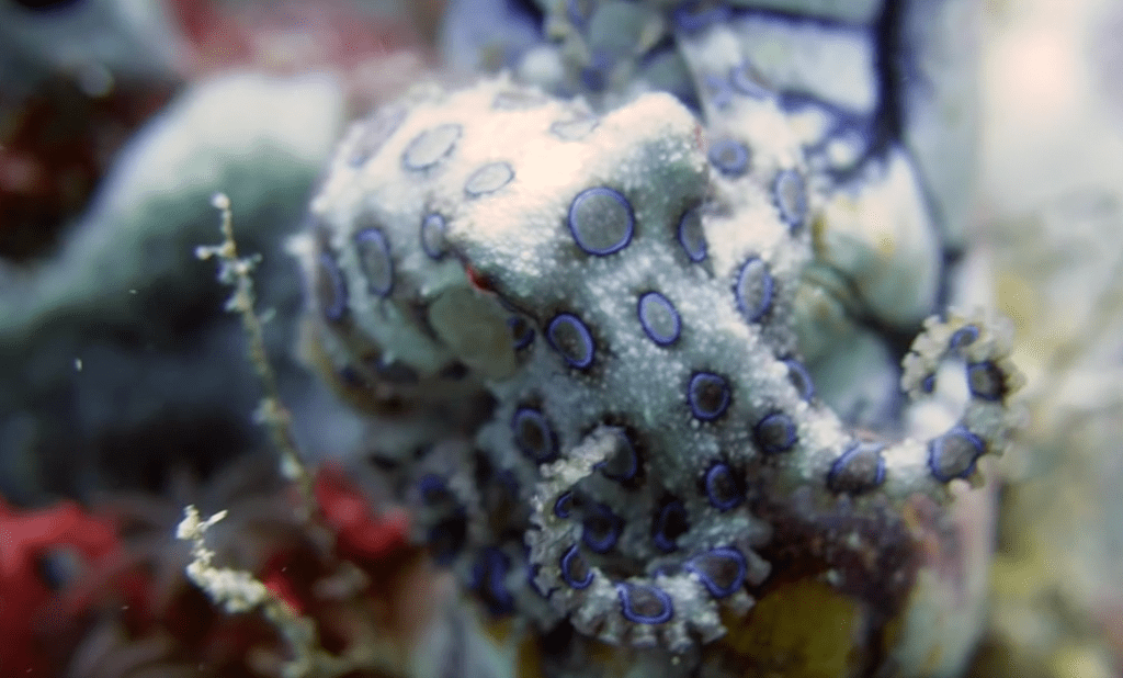 Blue-ring Octopus (Video Capture)