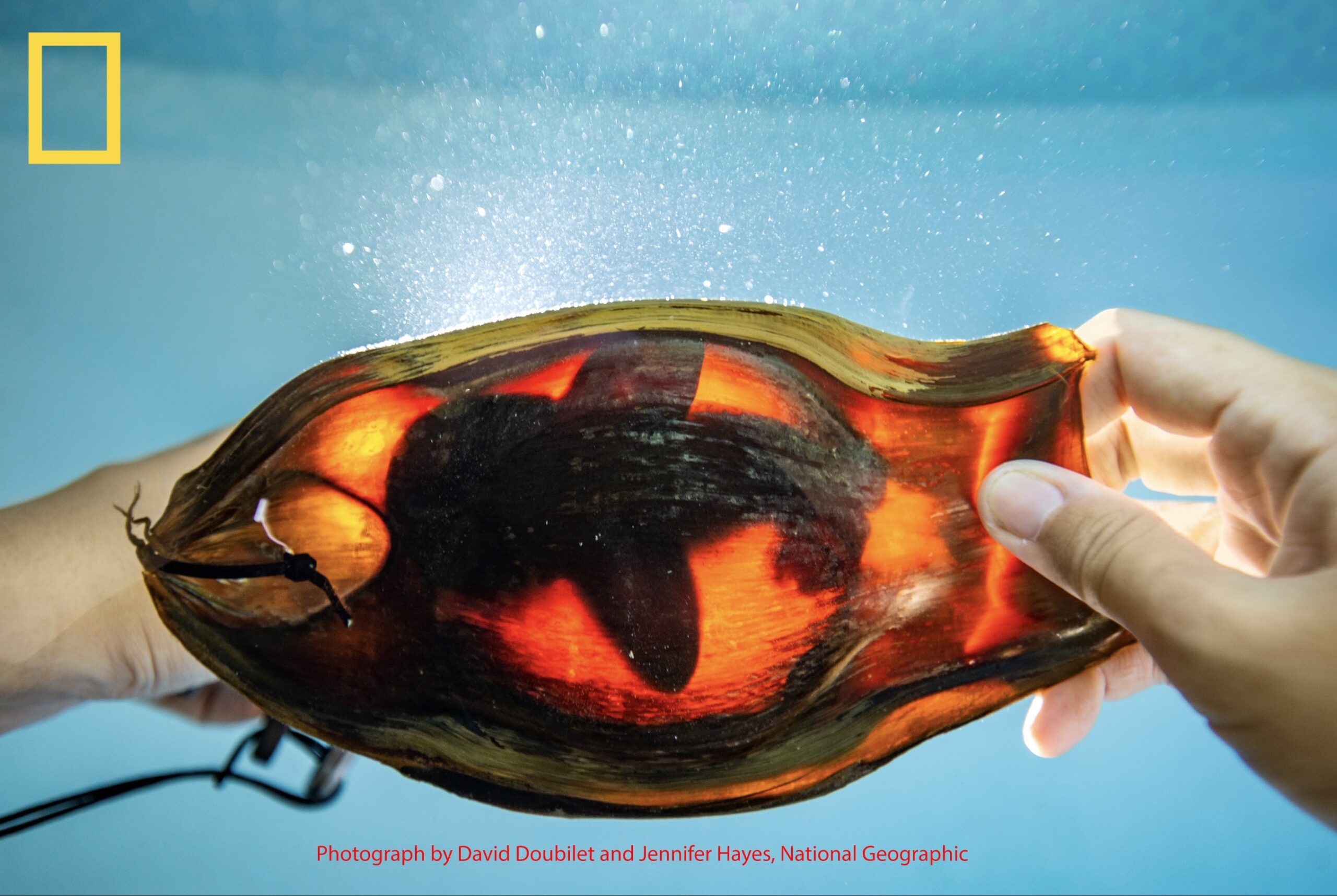 Zebra Shark Eggs Zebra Shark Eggs