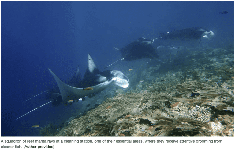 Bird's Head Seascape We Discovered Raja Ampat’s Reef Manta Rays Prefer ...