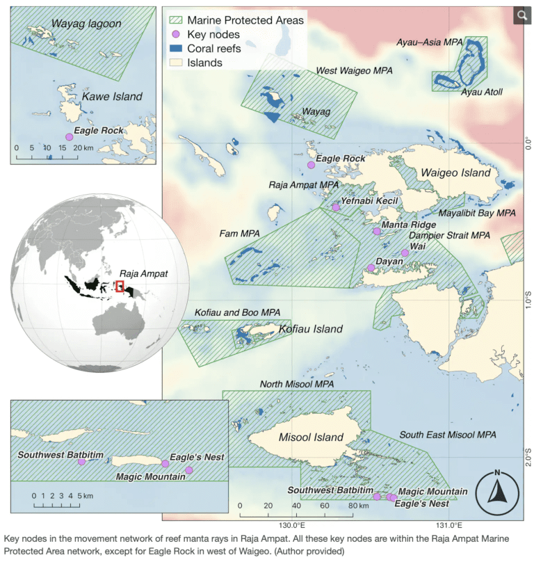 Bird's Head Seascape We Discovered Raja Ampat’s Reef Manta Rays Prefer ...