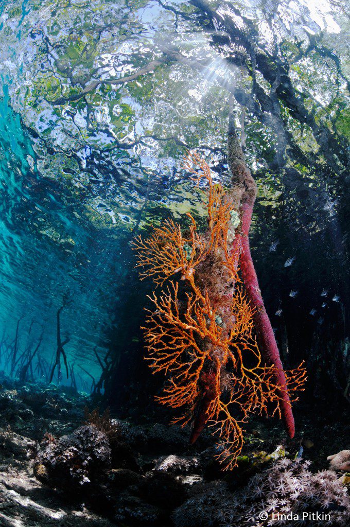 Sea fan (gorgonian coral) growing on root of mangrove (Rhizophora sp.) Indonesia: West Papua, Raja Ampat, Yanggefo Island, Mangrove Ridge