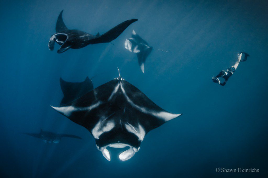 ShawnHeinrichs