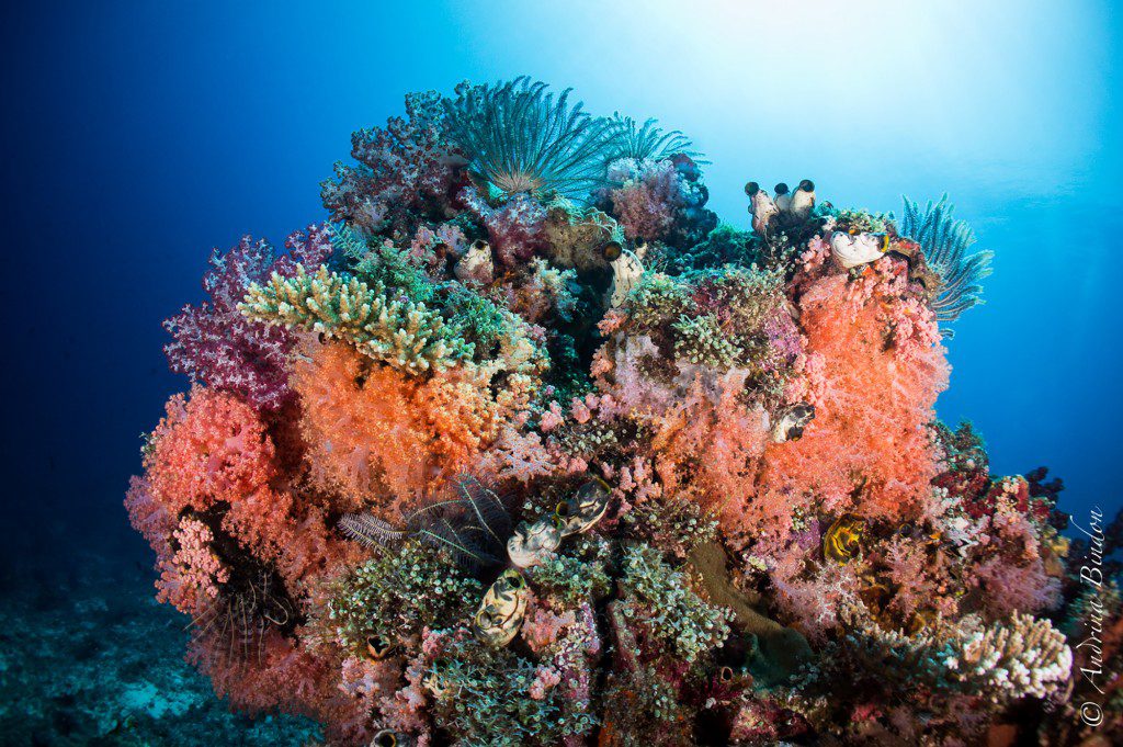 Reef Scenic with Soft Corals