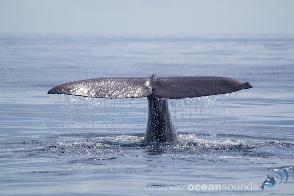 Sperm Whale