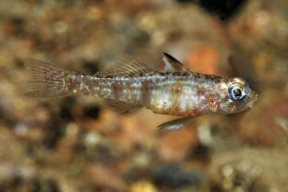 Undescribed goby