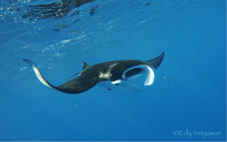 9 Interesting Manta Ray Facts