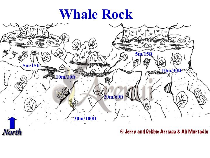 Bird's Head Seascape WHALE ROCK - Bird's Head Seascape