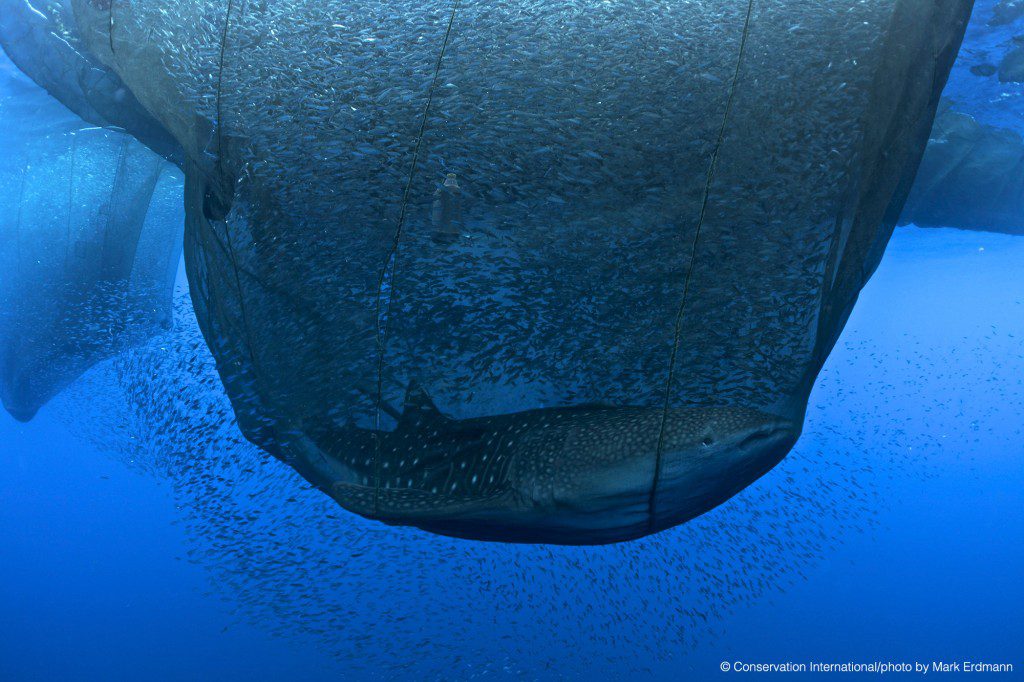 Whale-shark-in-net
