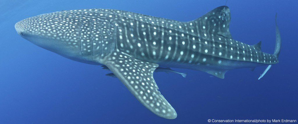 WhaleSharkBling