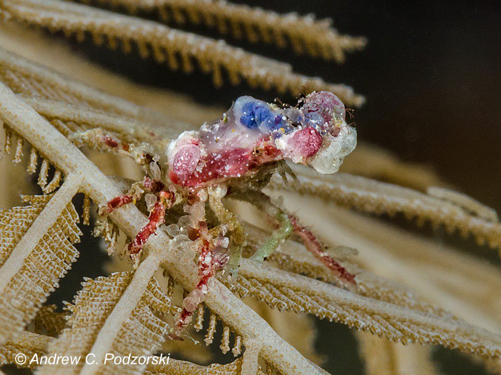 Decorator Crab (cf. Xenocarcinus)