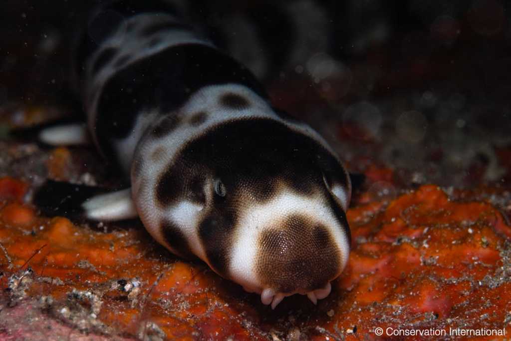 Bird's Head Seascape New Research Identifies Walking Shark as Most ...