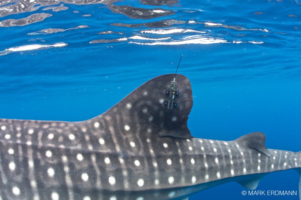 Bird's Head Seascape Bird's Head Seascape Whale Shark ID - Bird's