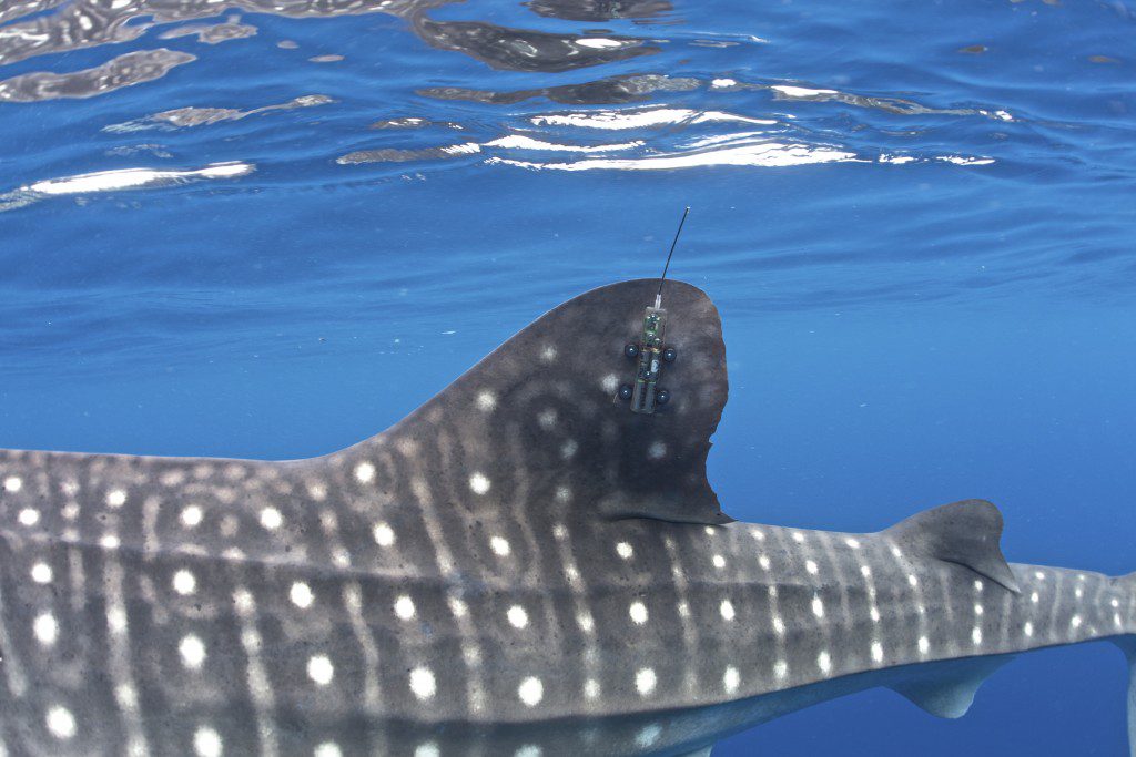 Fifteen of Cendrawasih's whale sharks now sport finmount satellite tags, allowing conservation scientists to track their movements and learn more about their diving behaviours.
