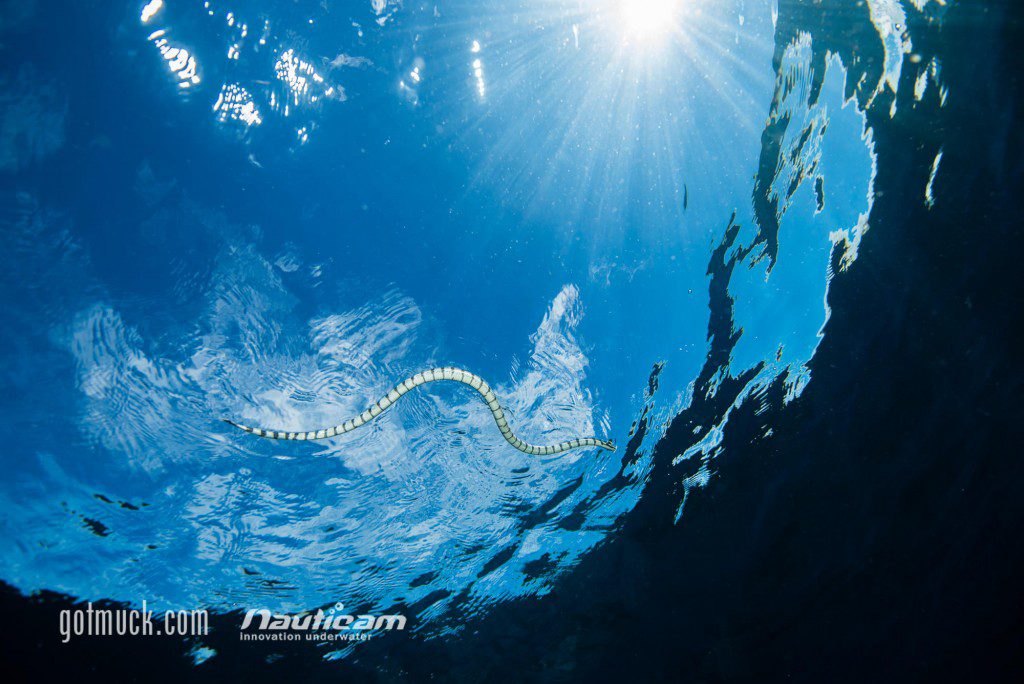 A lone Sea Snake heads to the surface for a breath of air.