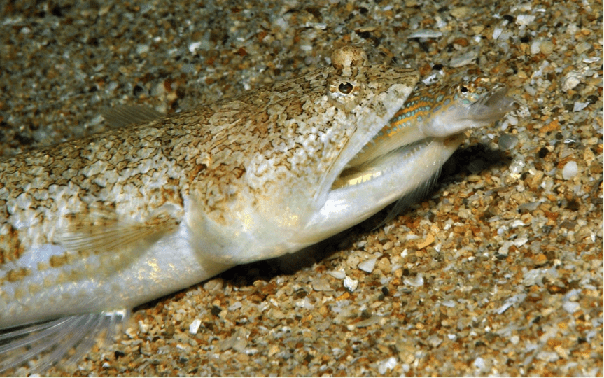 GR Allen- undescribed lizardfish (Synodus sp.)