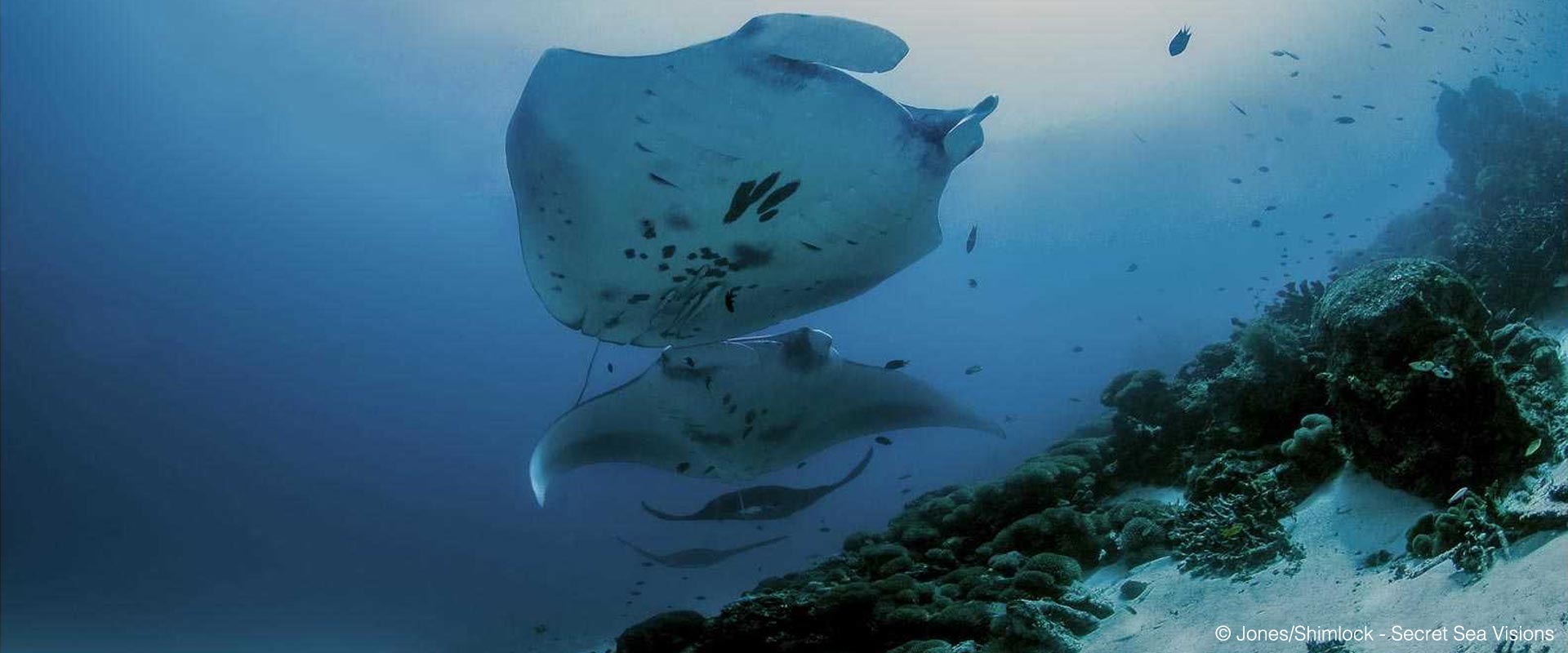 Bird's Head Seascape Announcing the Bird’s Head Seascape Manta ID Photo ...