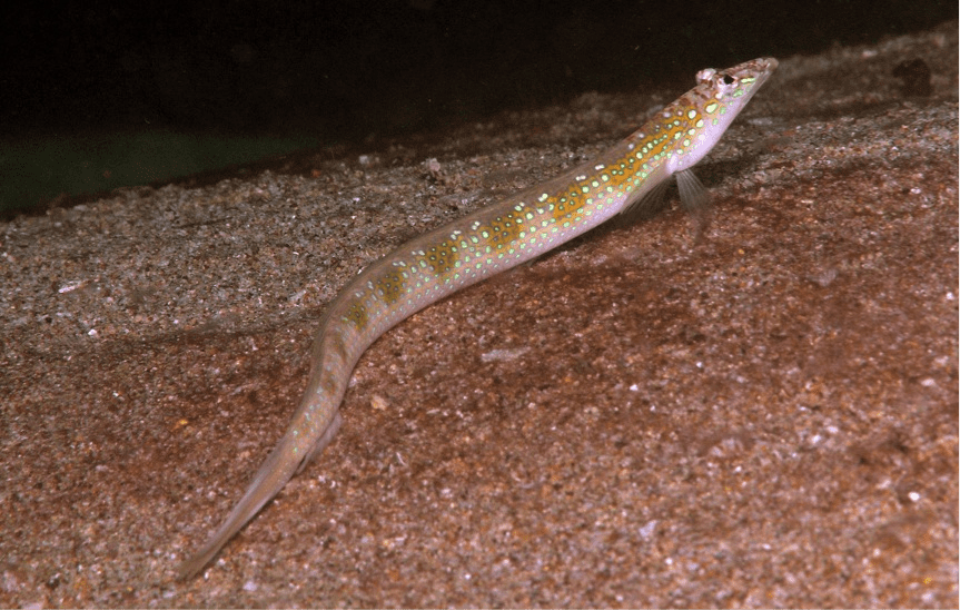 GR Allen-undescribed sand diver (Trichonotus sp.)