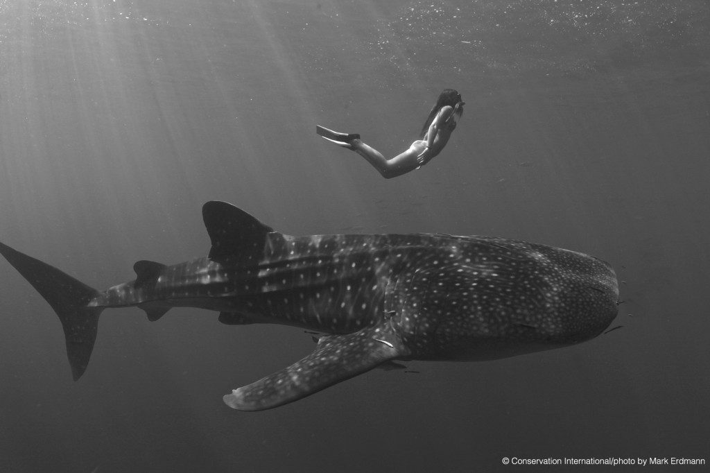 snorkeller-with-whale-shark-sun-rays