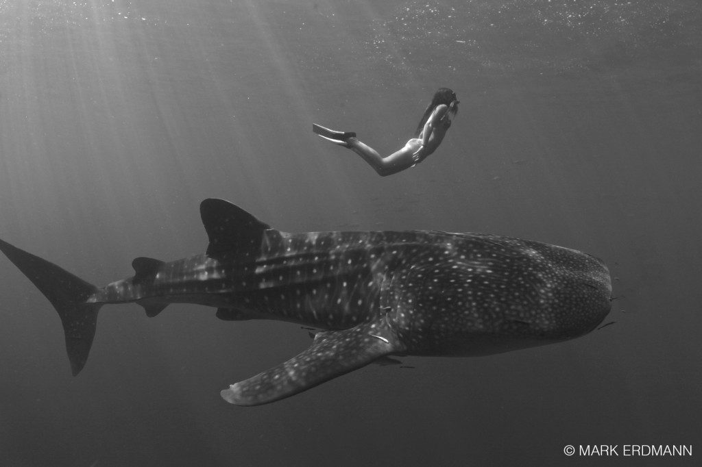 snorkeller-with-whale-shark-sun-rays