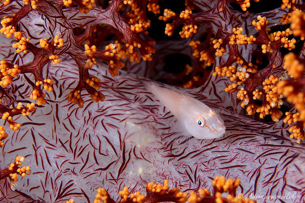 Goby on Soft Coral "2015 First Place-Nature's Best: Ocean Views"