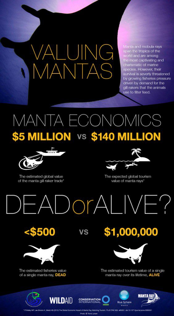 valuingmantas_infographic_6-564x1024