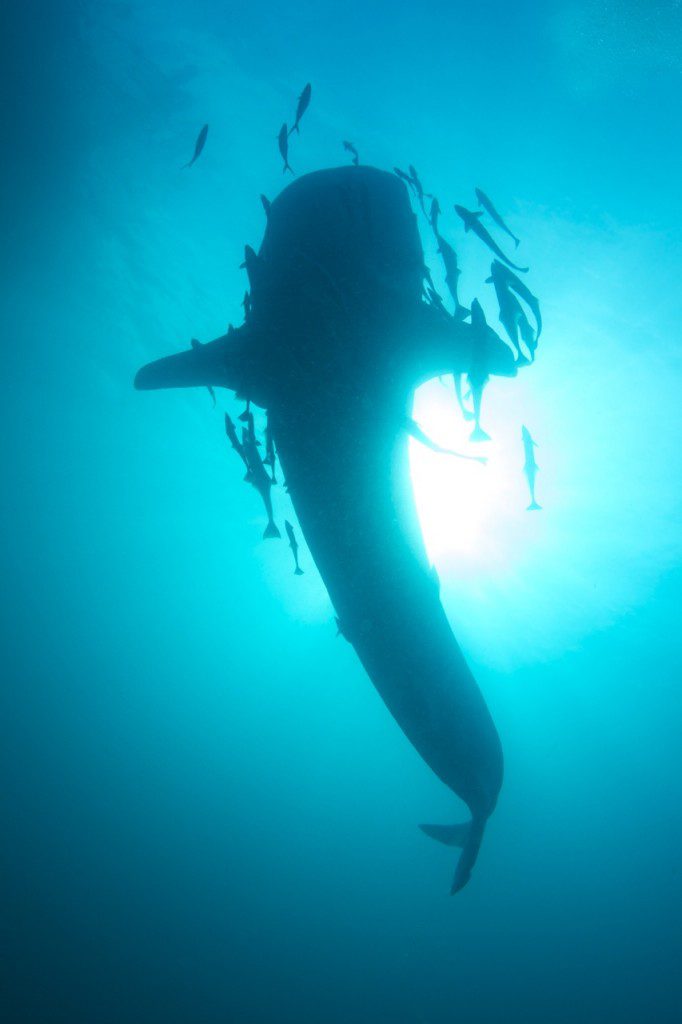 whale shark silhouette